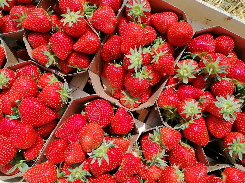 Rot und lecker Erdbeeren aus Wallau.ten.