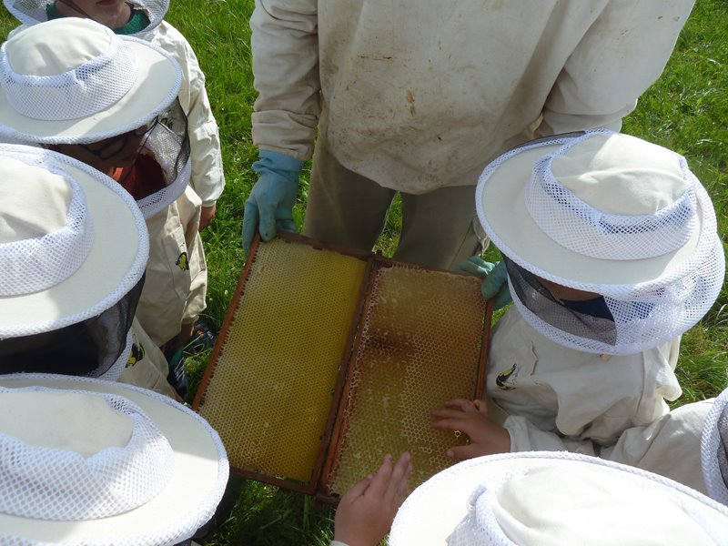 Spannende Infos rund um die Honigbiene
