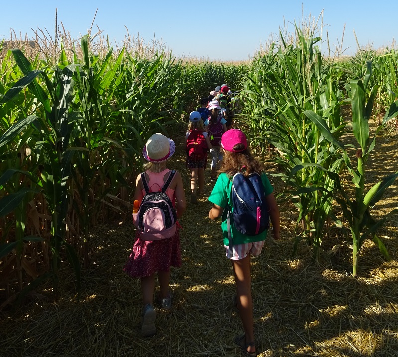 Viel Spaß hatten die Kita Kinder im Wallauer Maislabyrinth.