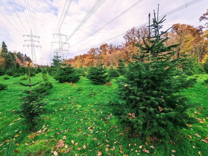 Bio-Weihnachtsbäume aus dem Hofheimer Stadtwald.