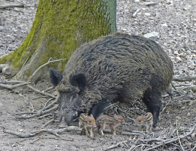 Schweinischer Nachwuchs im Wildpark Hofheim.