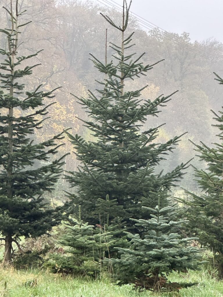 Frischer geht es nicht. Schlagen SIe Ihren Tannenbaum selbst.