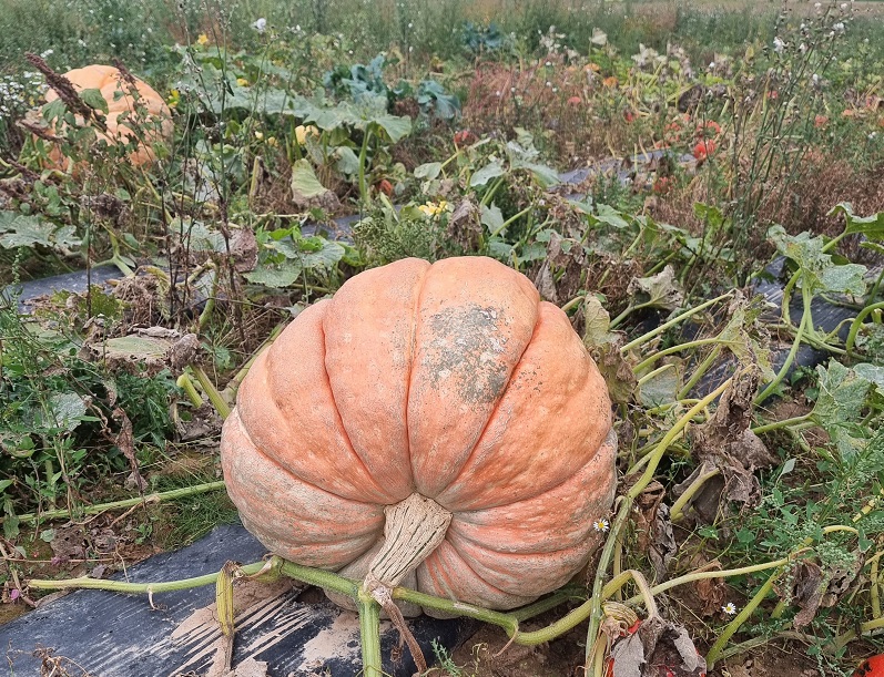 Wer hat den dicksten Kürbis? DIe Frage wird im Herbst in Wallau beantwortet.